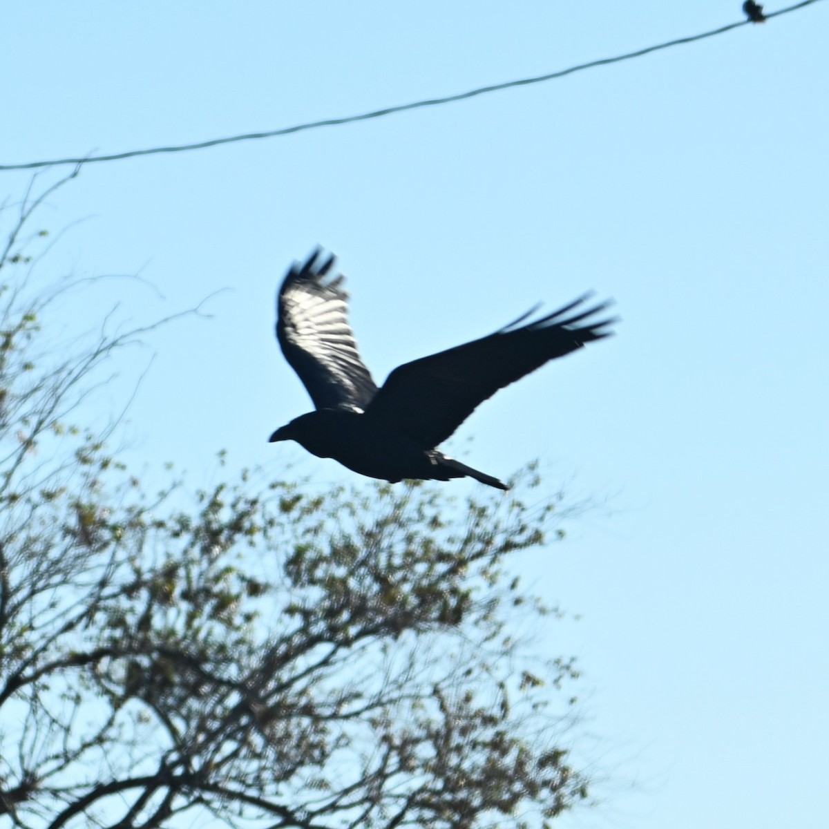 עורב שחור - ML646484209