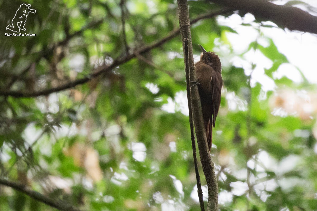 Plain-winged Woodcreeper (Plain-winged) - Silvia Faustino Linhares