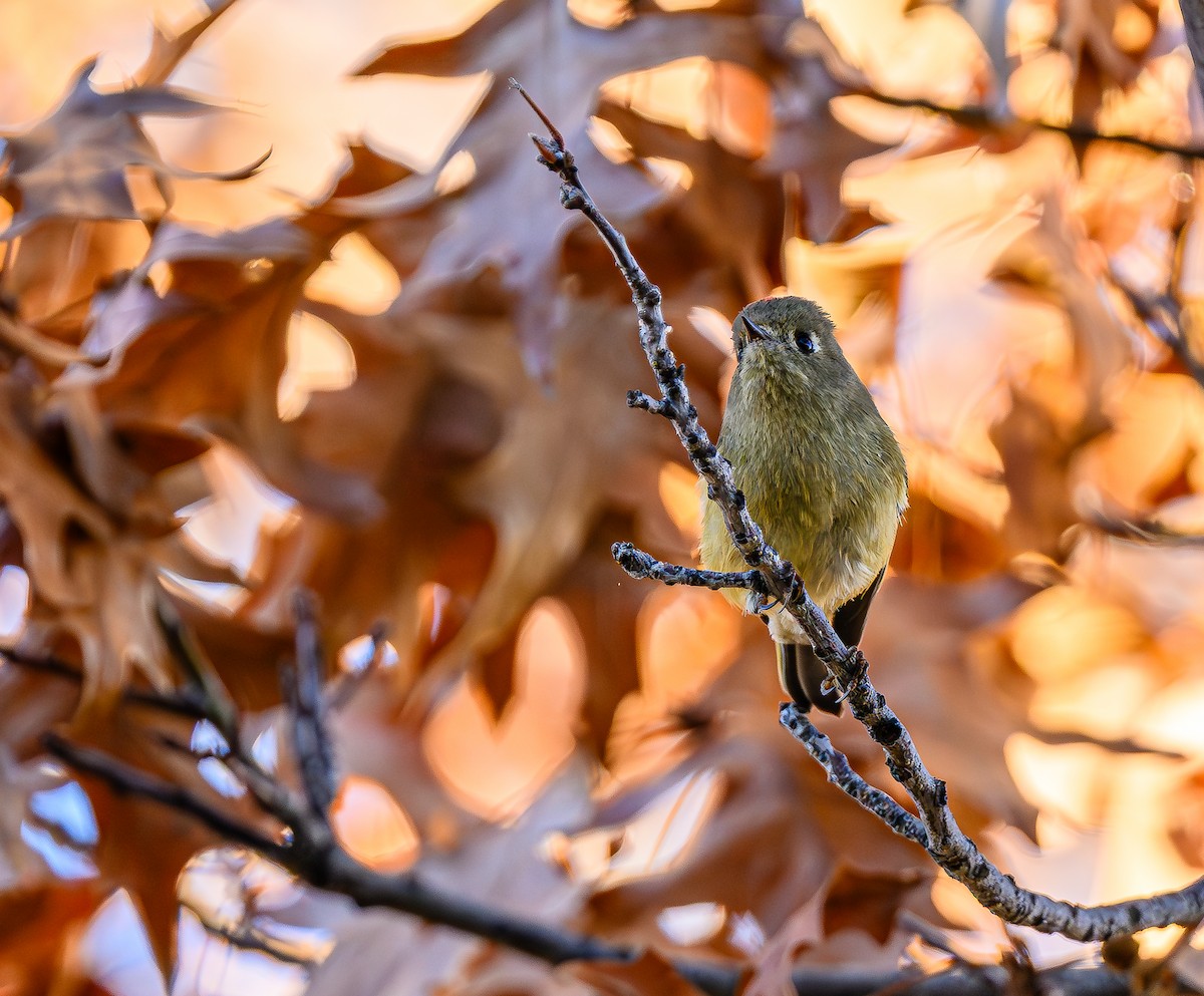 Ruby-crowned Kinglet - ML646484210