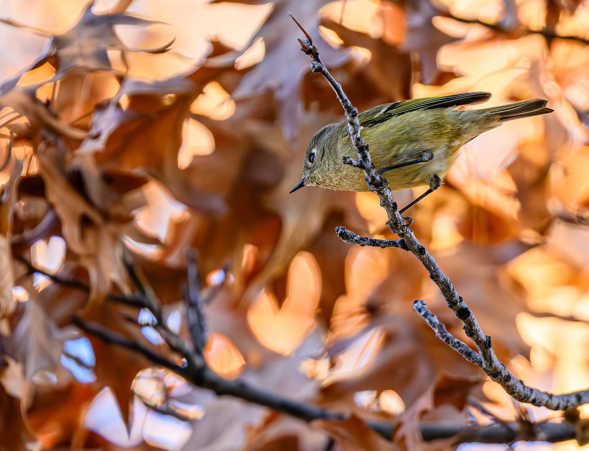 Ruby-crowned Kinglet - ML646484211