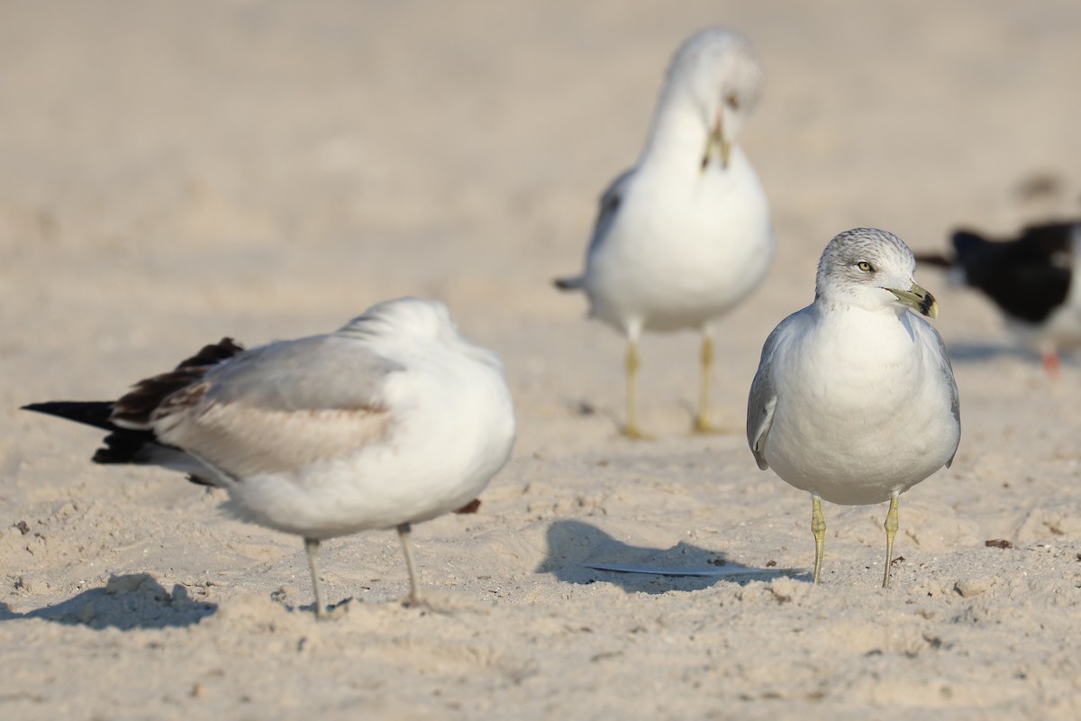 racek kroužkozobý - ML646484212