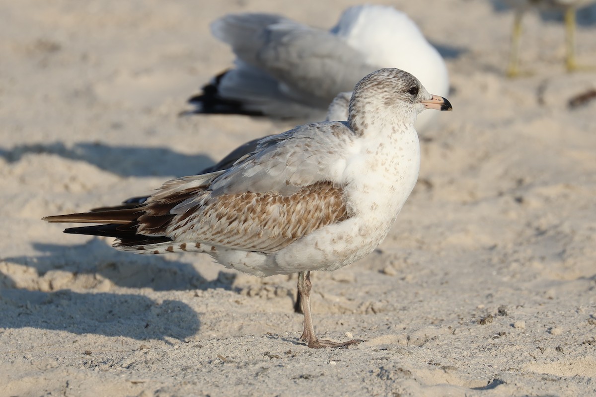 racek kroužkozobý - ML646484214