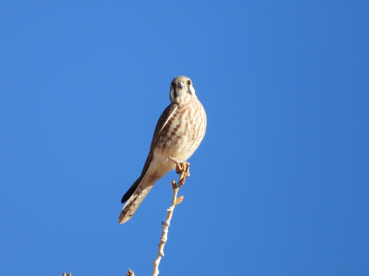 American Kestrel - ML646484216