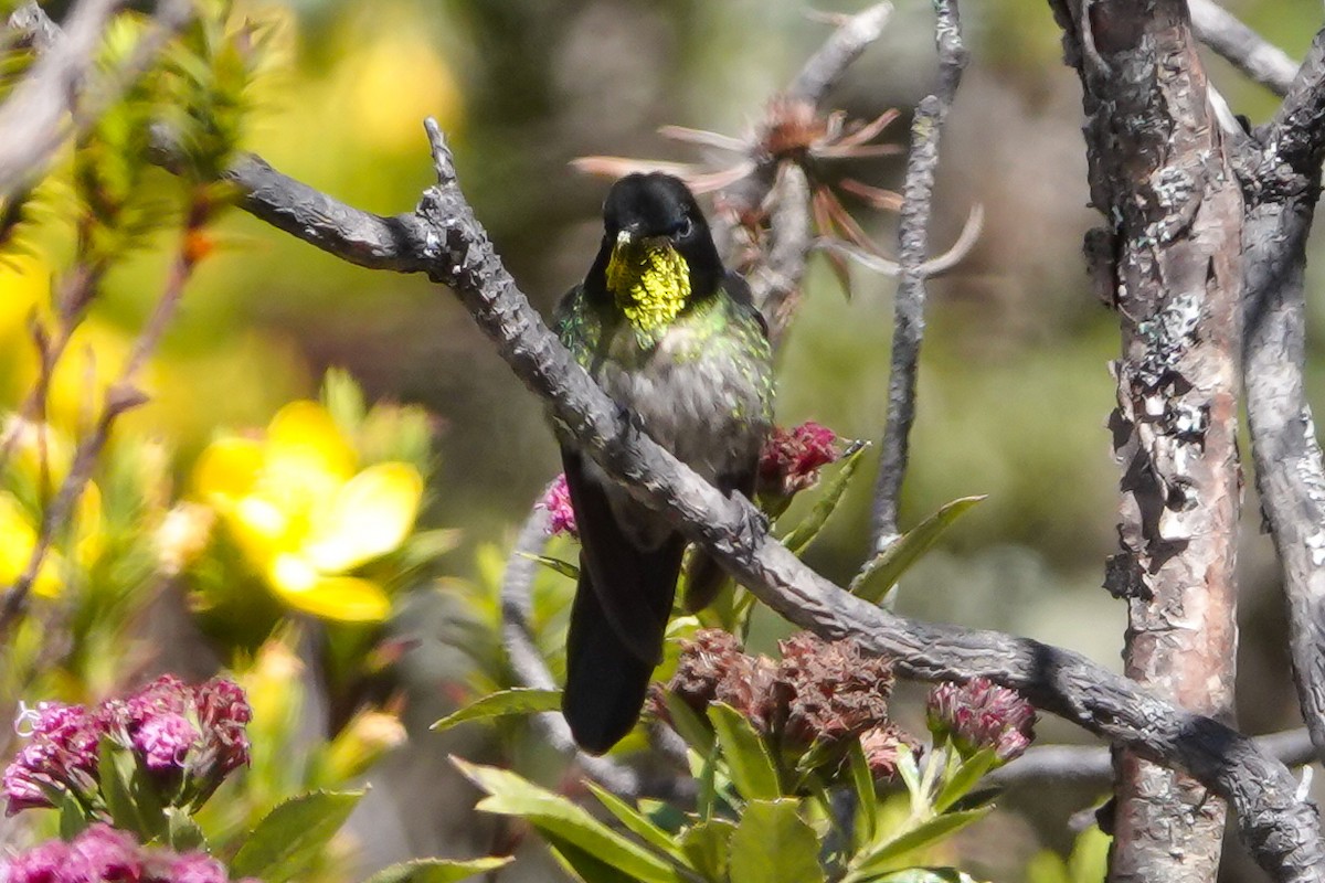Colibri à dos noir - ML646484218