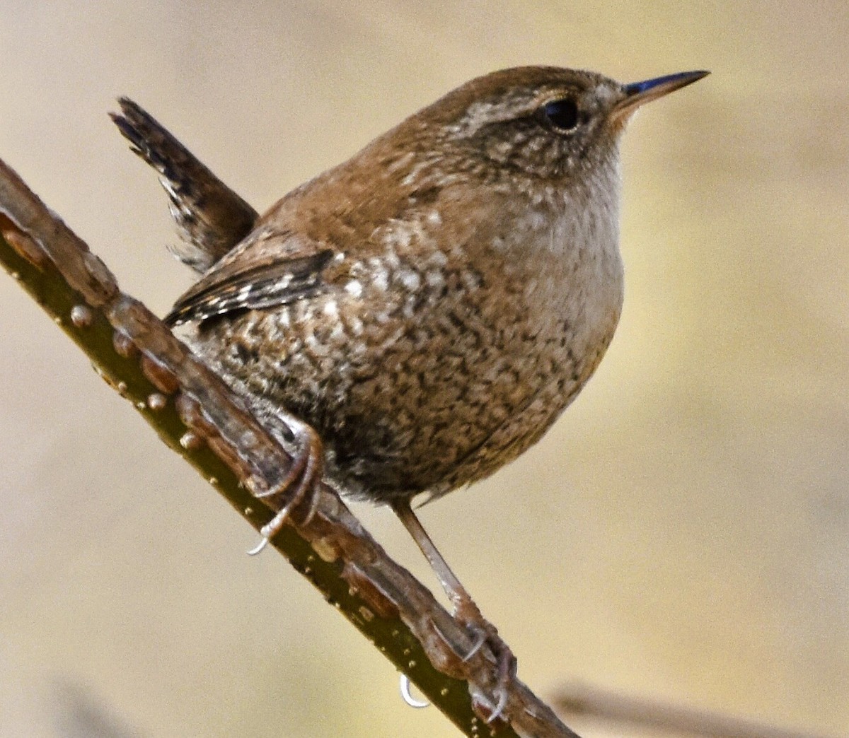Winter Wren - ML646484219
