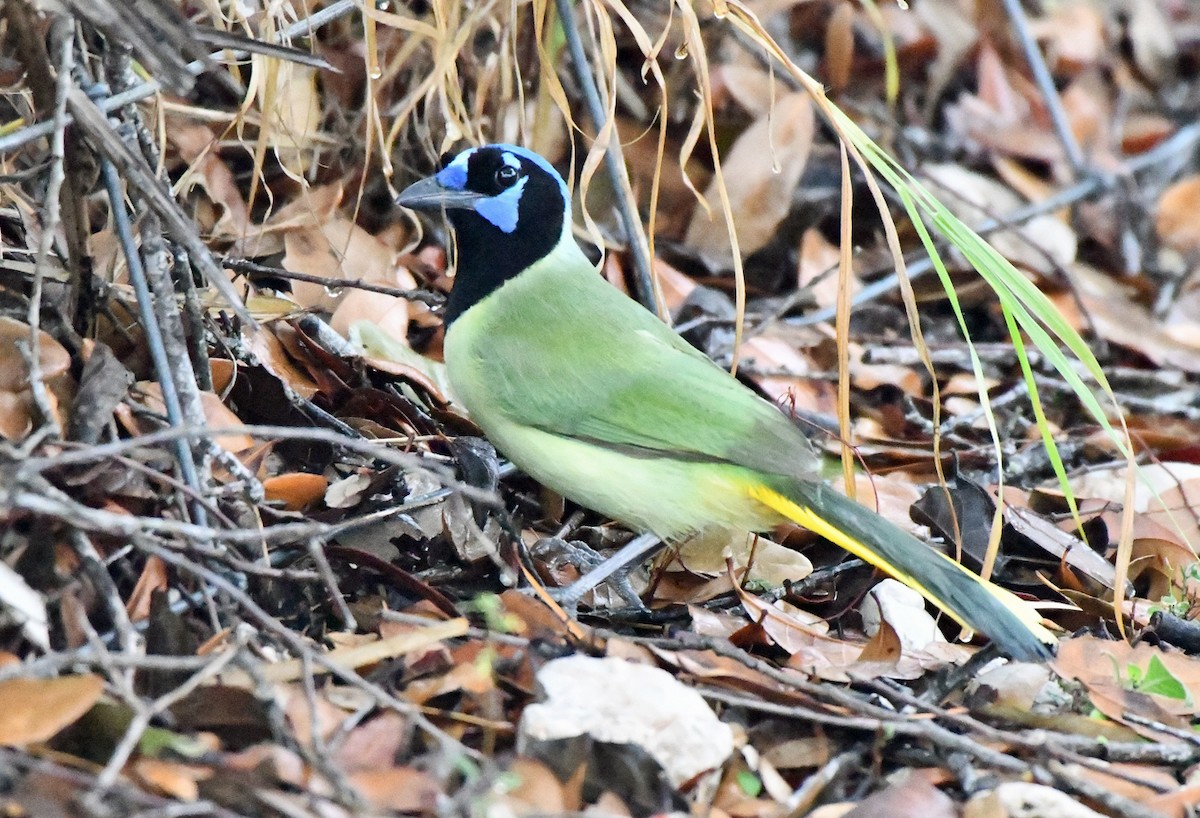 Yeşil Karga - ML646484220