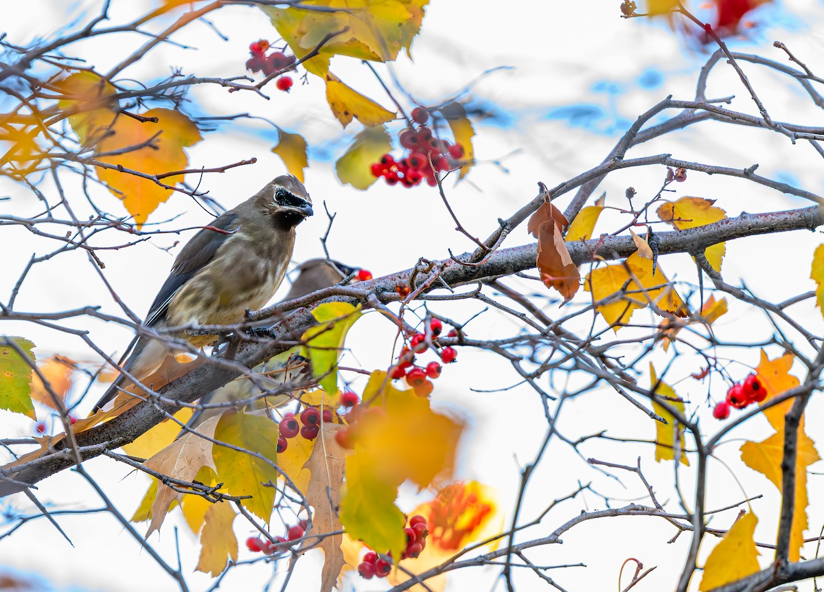 brkoslav americký - ML646484222
