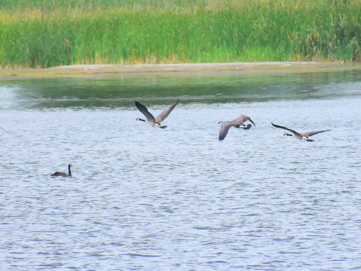 Kanada Kazı - ML646484223