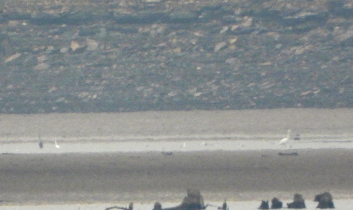 大白鷺 - ML646484225