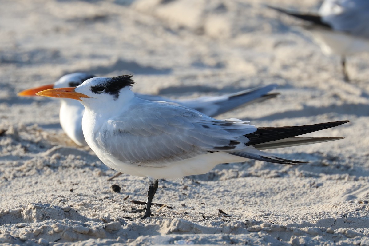 rybák královský - ML646484226