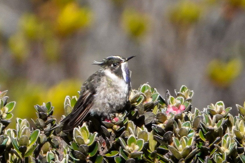 Colibri à barbe bleue - ML646484227