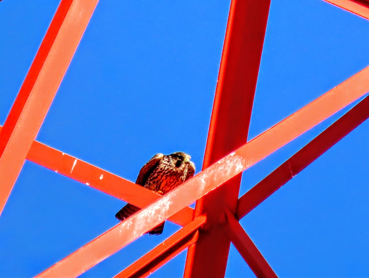 Peregrine Falcon - ML646484229