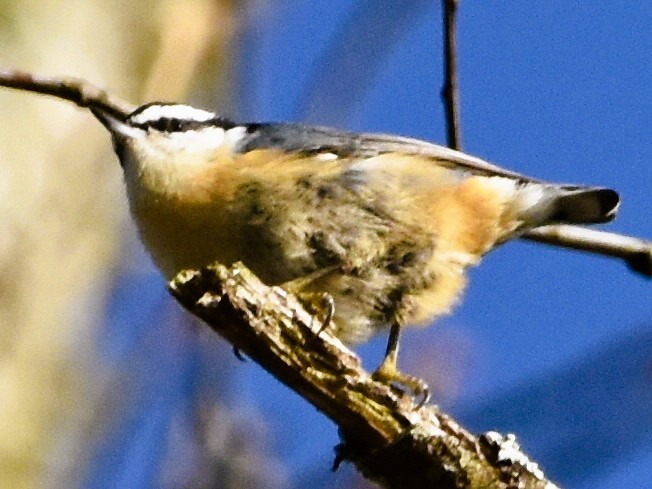 Red-breasted Nuthatch - ML646484230