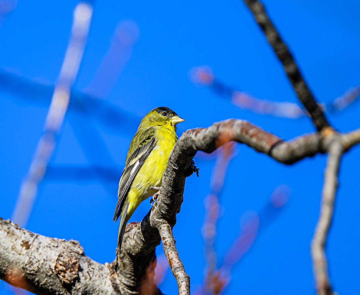 Lesser Goldfinch - ML646484232