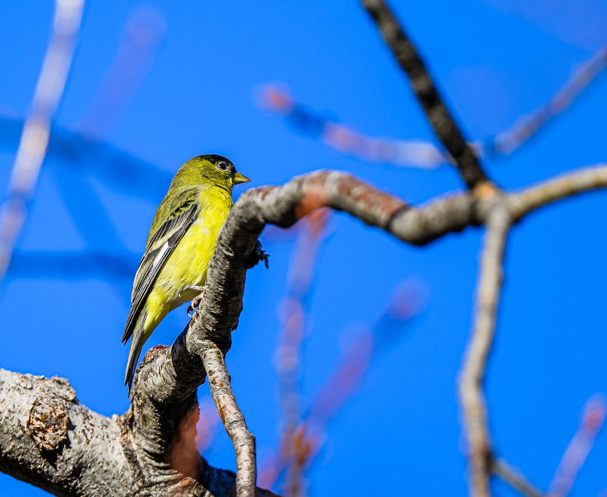 Lesser Goldfinch - ML646484233