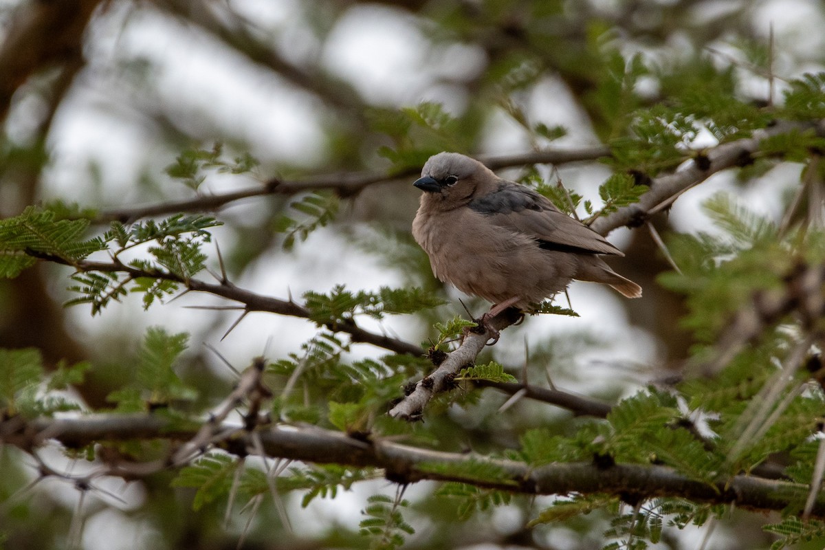 Républicain d'Arnaud - ML646484236