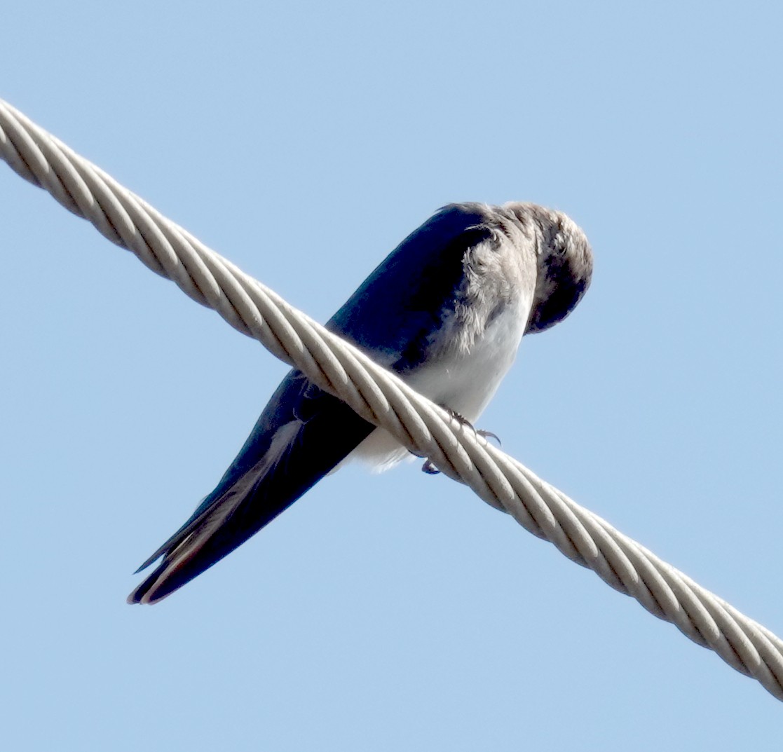 灰沙燕 - ML646484238