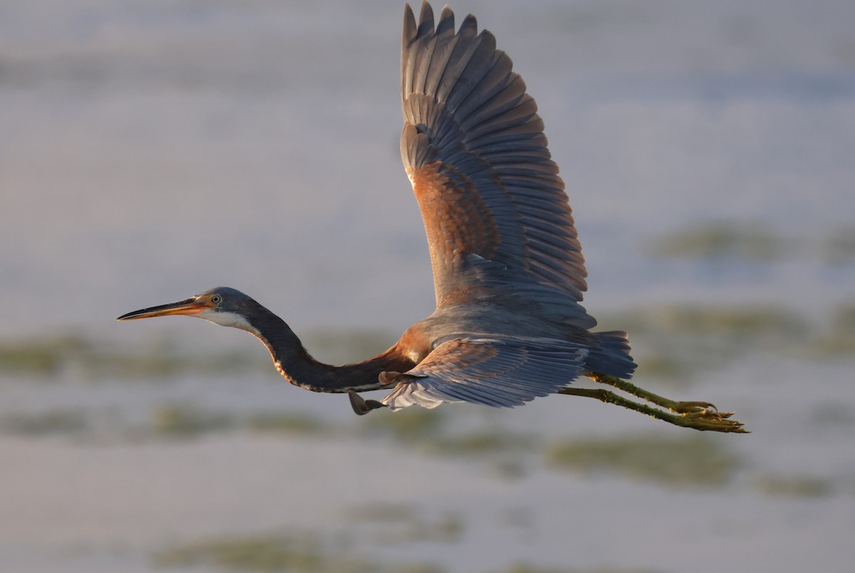 volavka tříbarvá - ML646484239