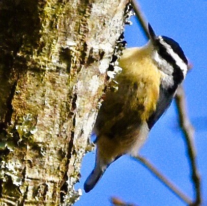 Red-breasted Nuthatch - ML646484240