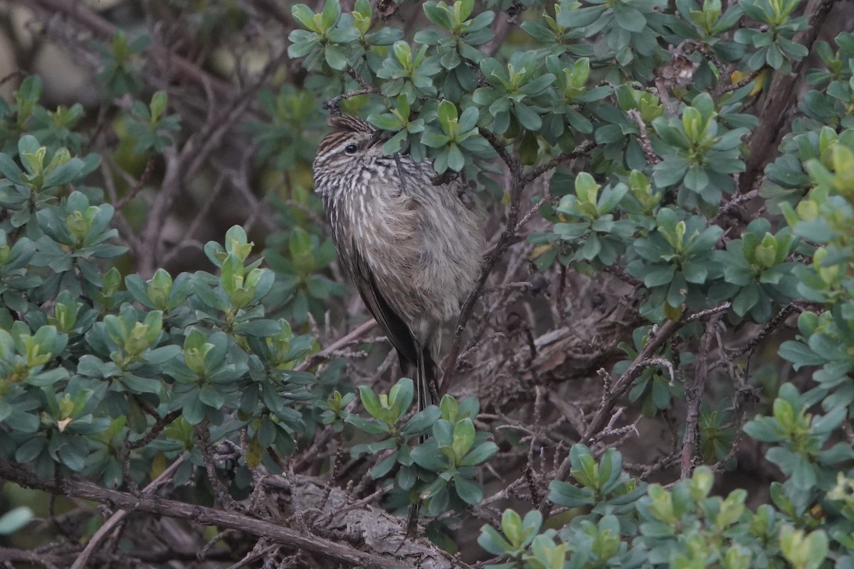 Synallaxe des Andes - ML646484242