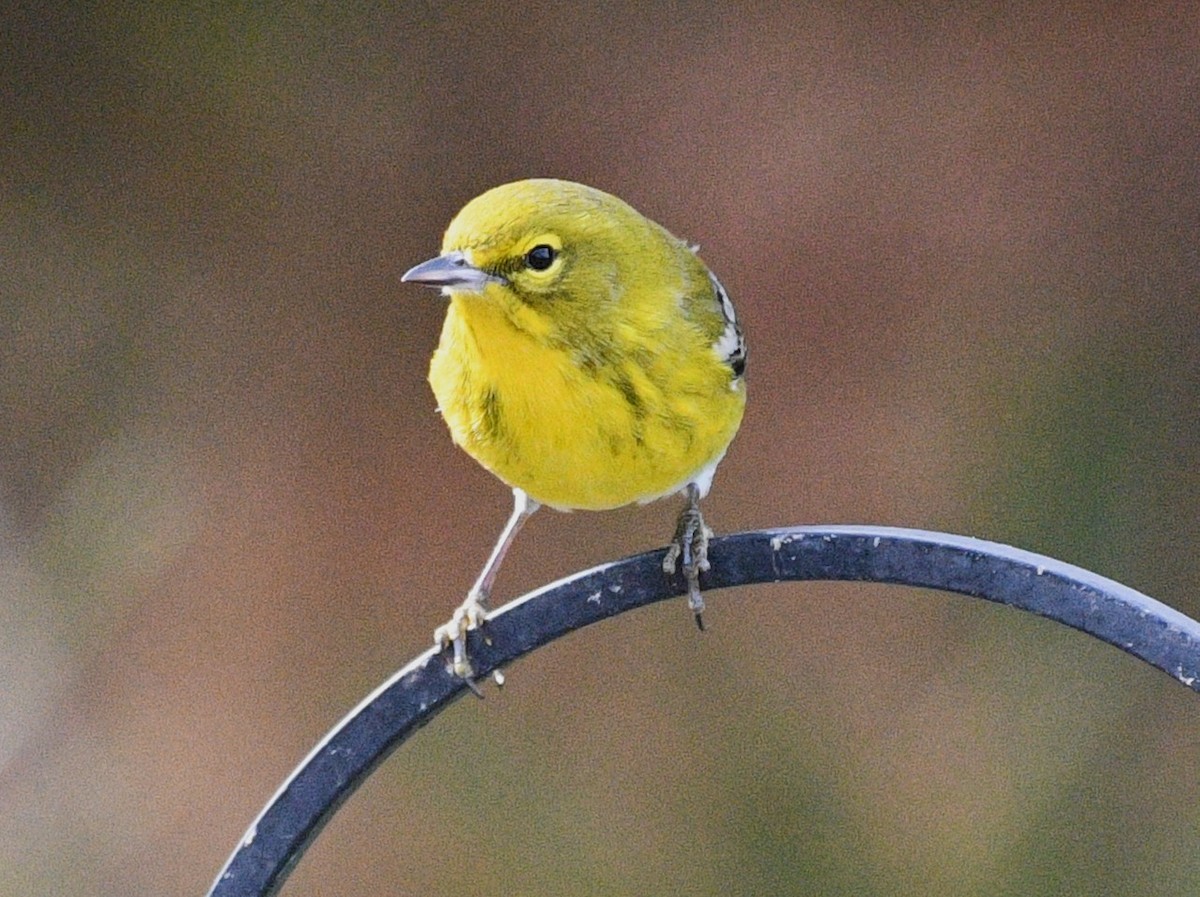 lesňáček borovicový - ML646484243