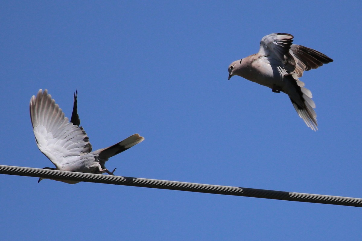 Eurasian Collared-Dove - ML646484244