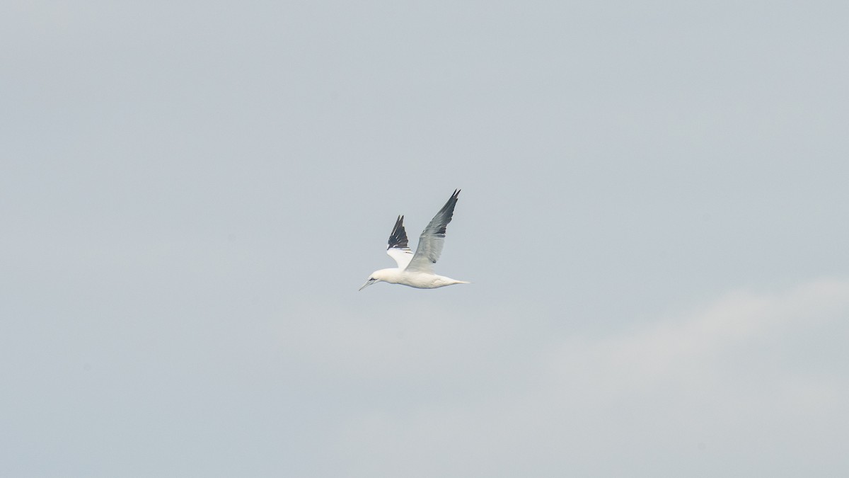 terej bílý - ML646484245