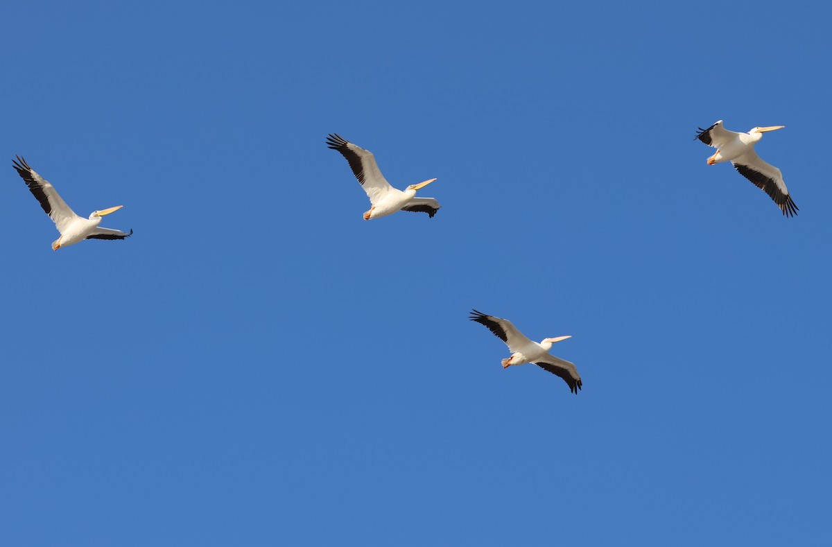 pelikán severoamerický - ML646484246