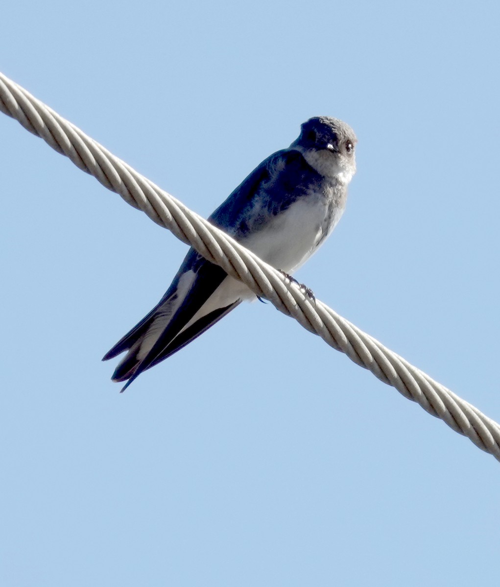 灰沙燕 - ML646484247