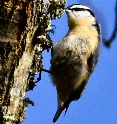 Red-breasted Nuthatch - ML646484248