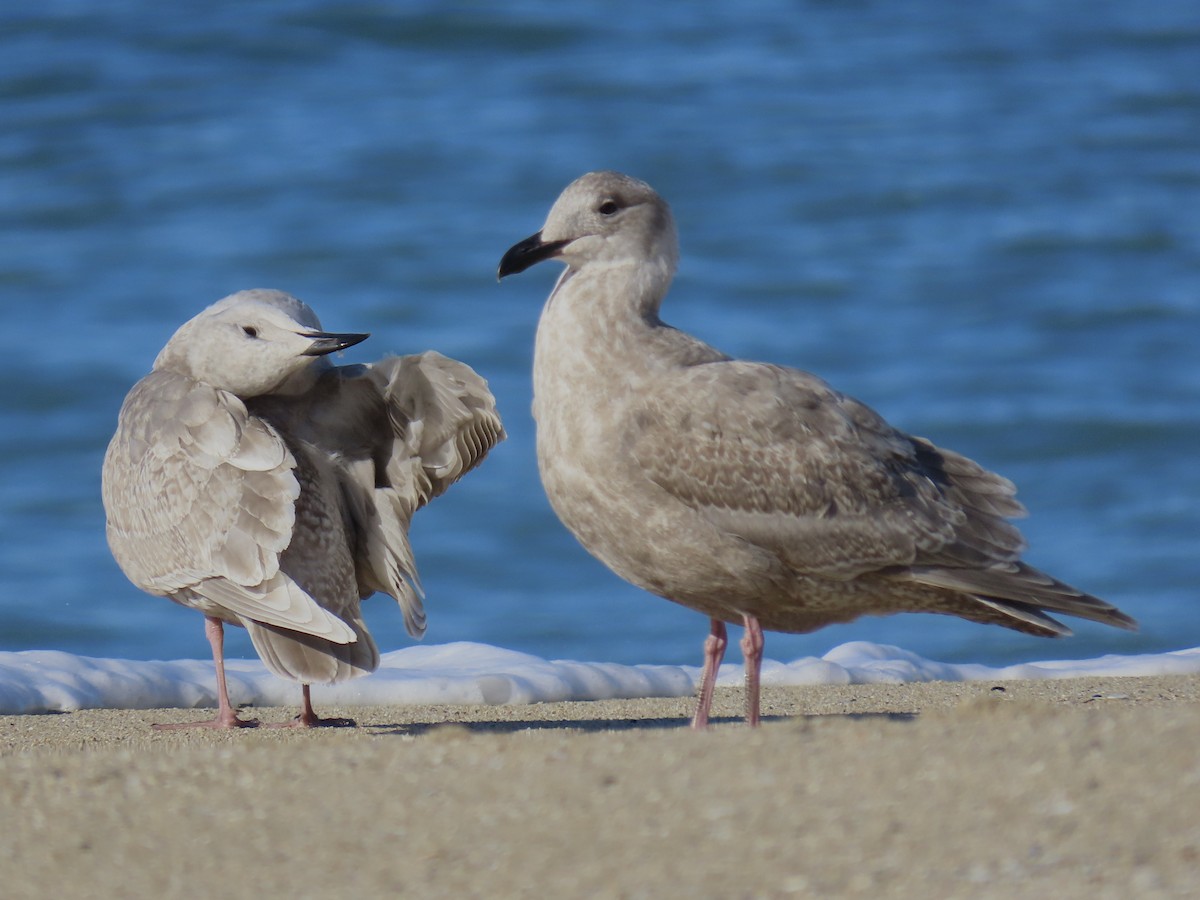 Beringmöwe - ML646484249