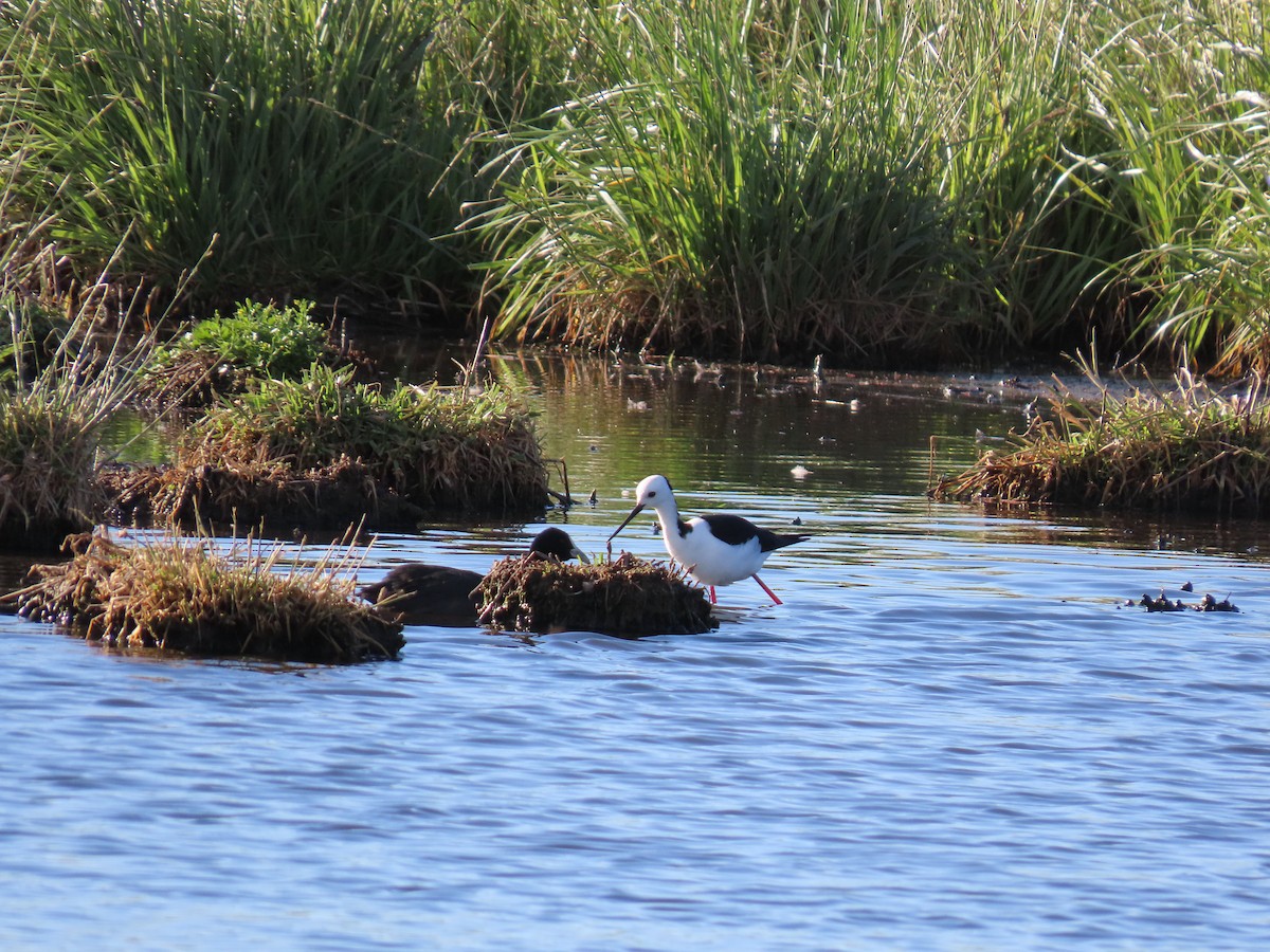 Pied Stilt - ML646484250