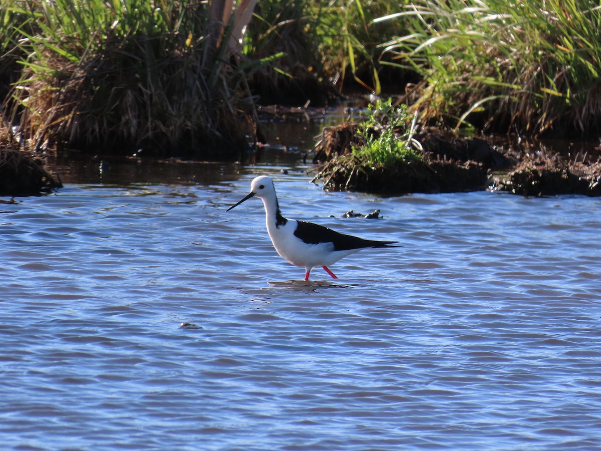 Pied Stilt - ML646484251