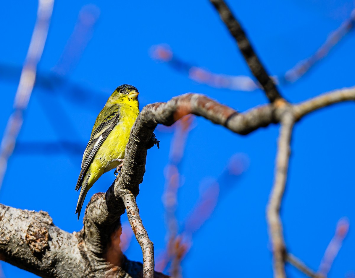 Lesser Goldfinch - ML646484253