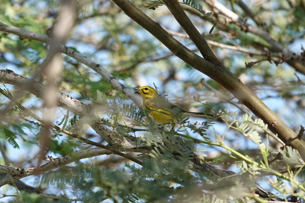 Reinita Galana - ML646484261