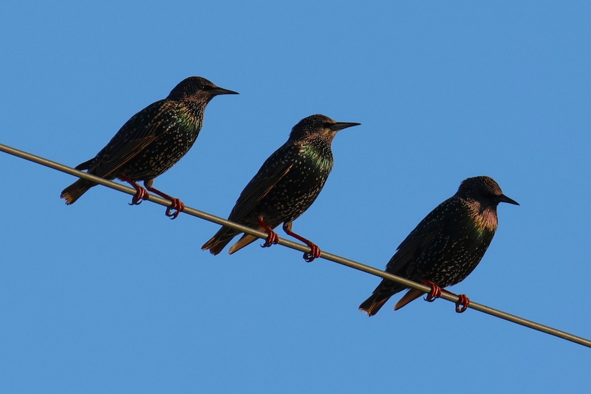 špaček obecný - ML646484269