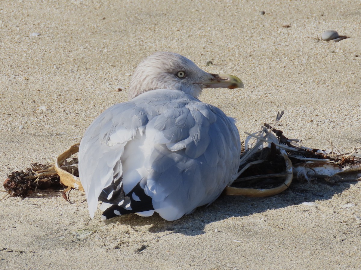 Kanadamöwe - ML646484270