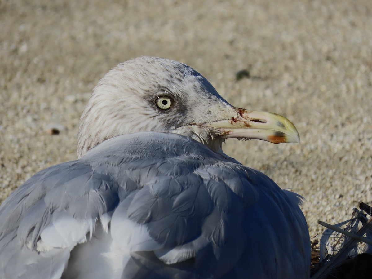 Kanadamöwe - ML646484271