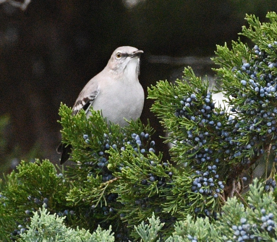 drozdec mnohohlasý - ML646484272