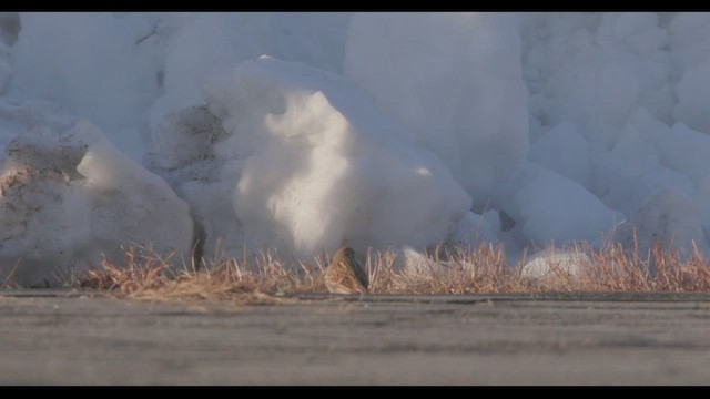 Chestnut-collared Longspur - ML646484273