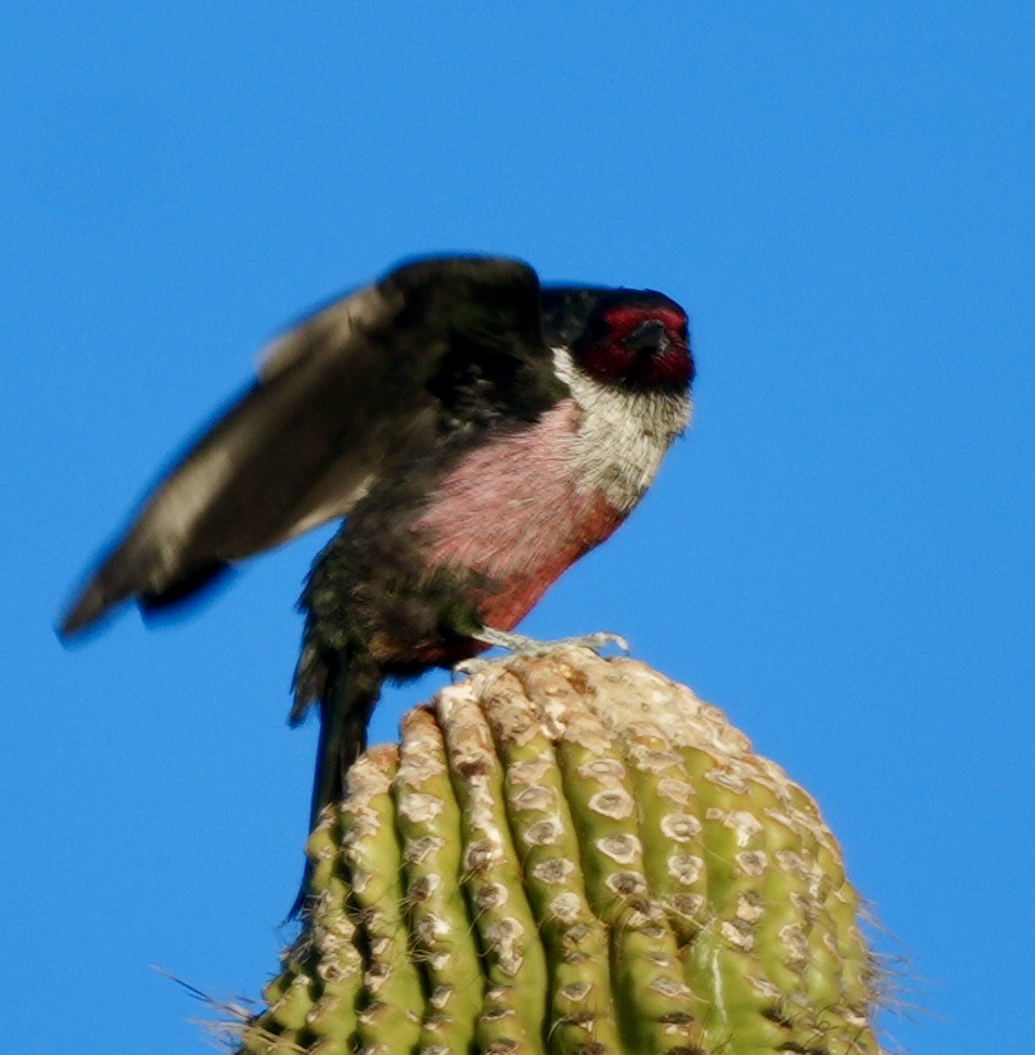 Blutgesichtspecht - ML646484274