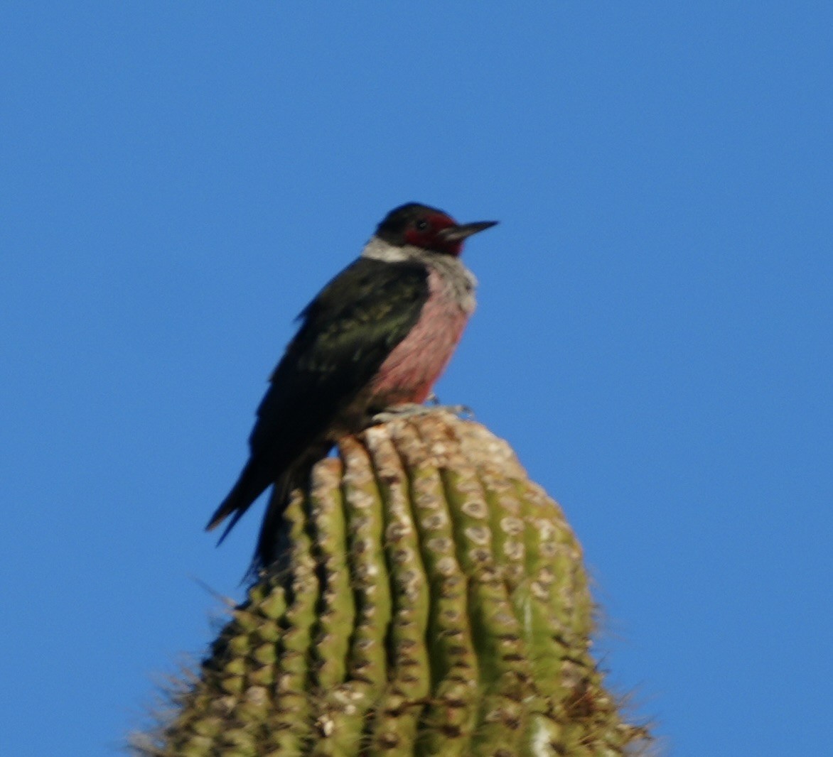 Blutgesichtspecht - ML646484275