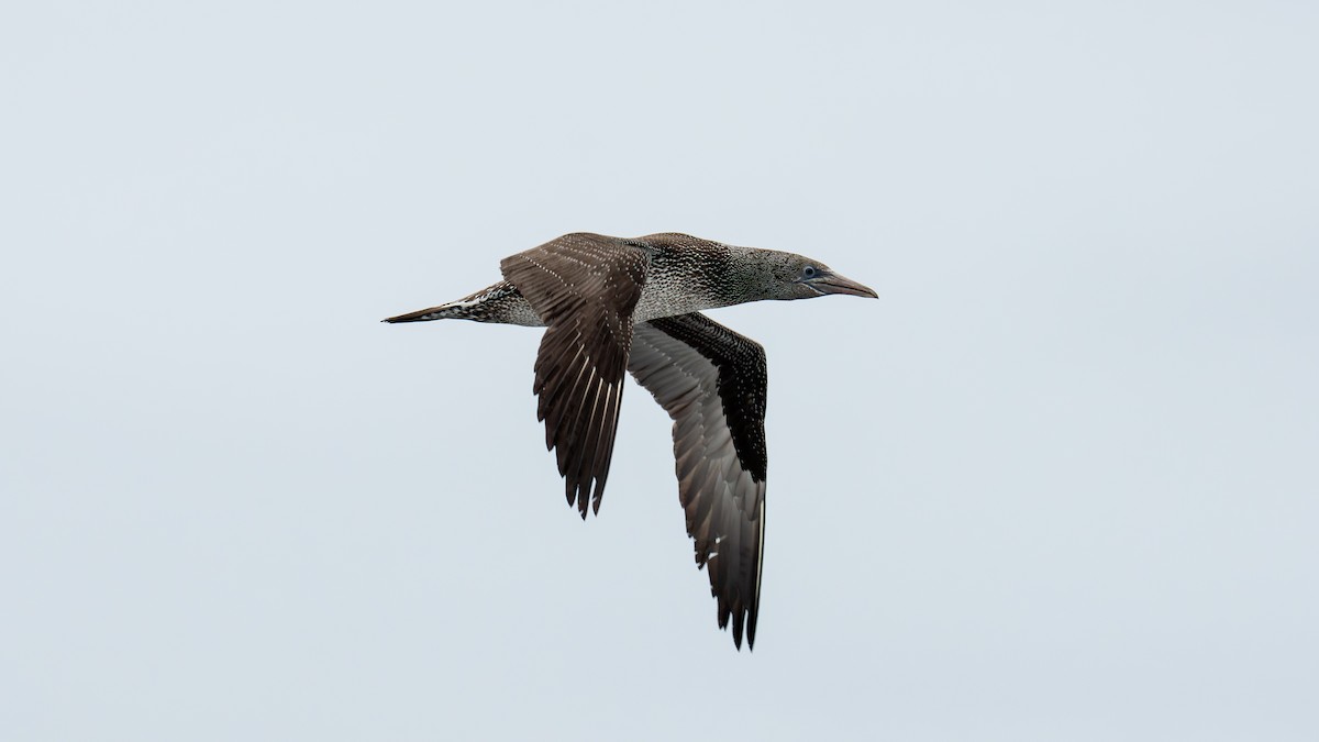 terej bílý - ML646484276