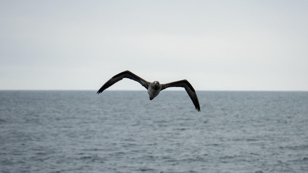 terej bílý - ML646484277