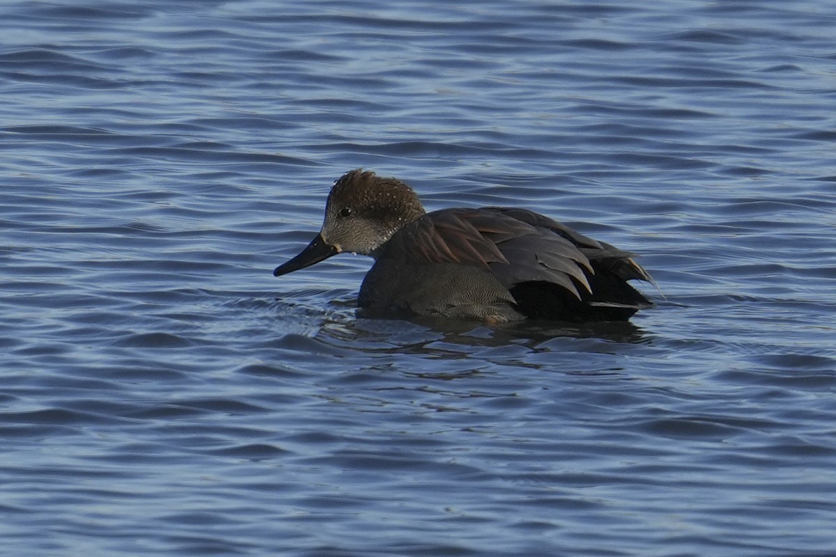 Gadwall - ML646484279