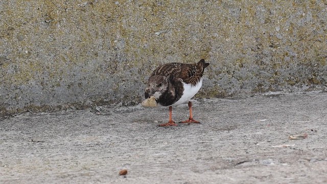 Ruddy Turnstone - ML646484280
