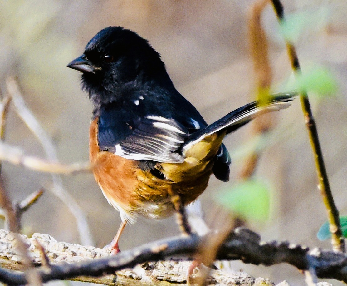 Eastern Towhee - ML646484281