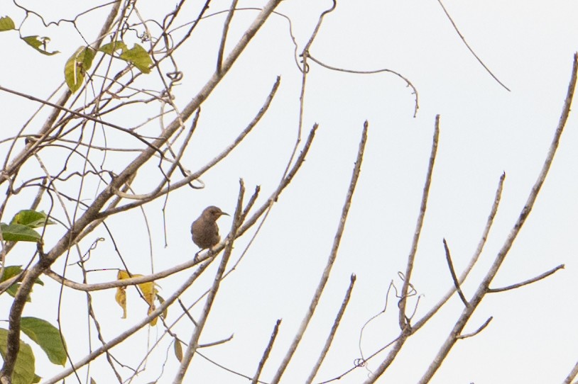 Queensland-Honigfresser - ML646484283