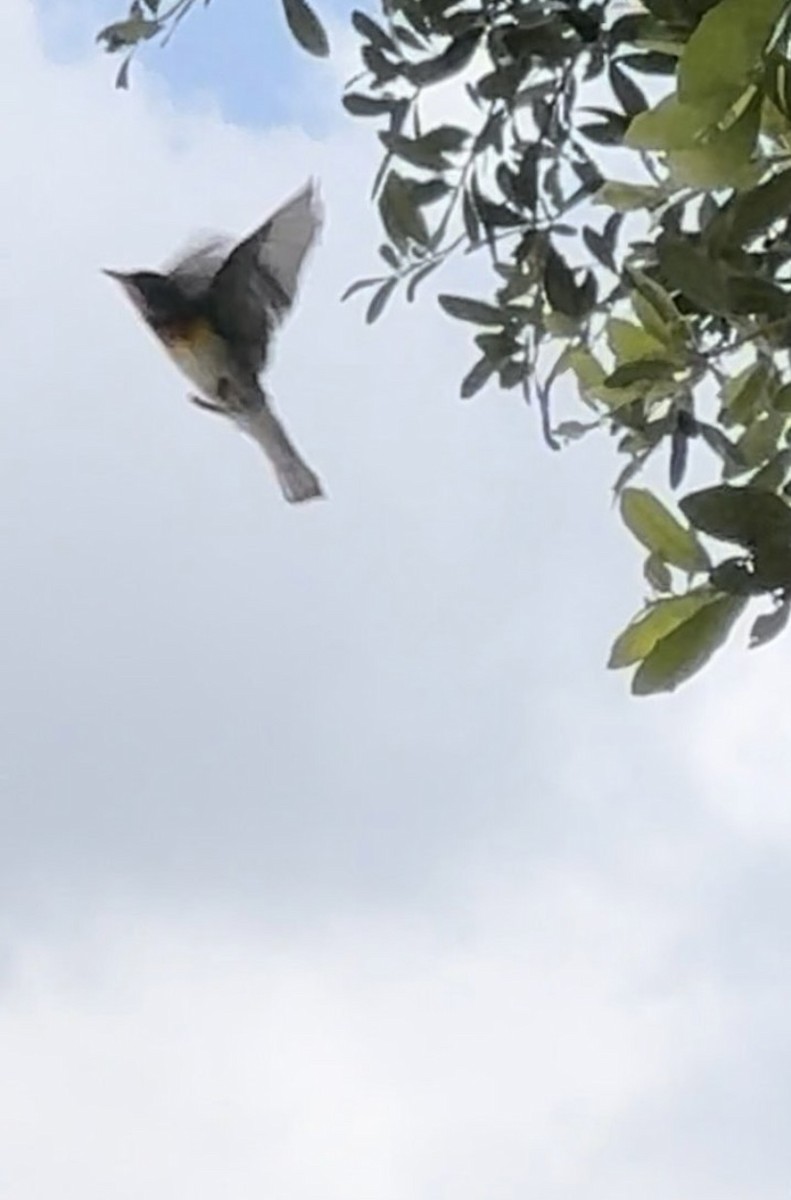 Parula Norteña - ML646484284