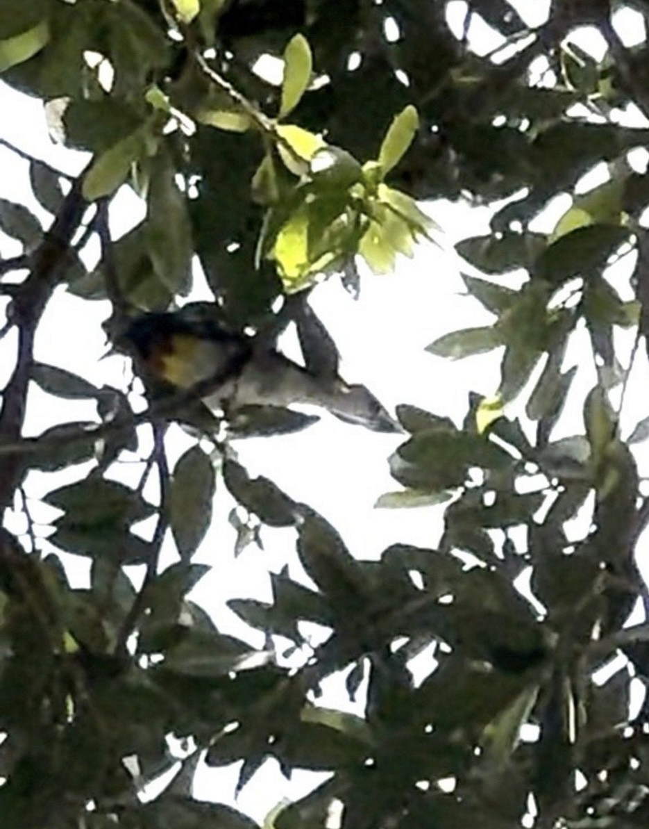 Parula Norteña - ML646484285